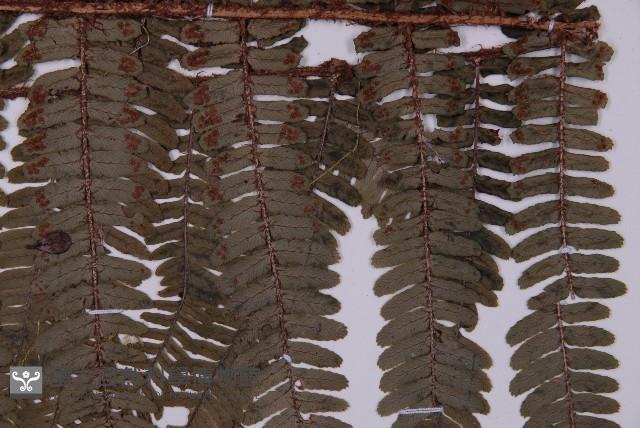 頂囊肋毛蕨藏品圖，第3張