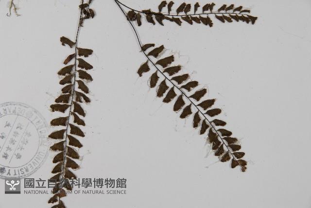 愛氏鐵線蕨藏品圖，第3張