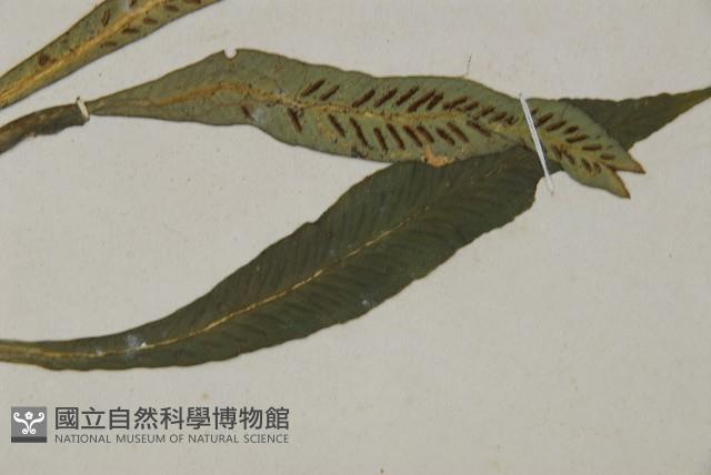 叢葉鐵角蕨藏品圖，第3張