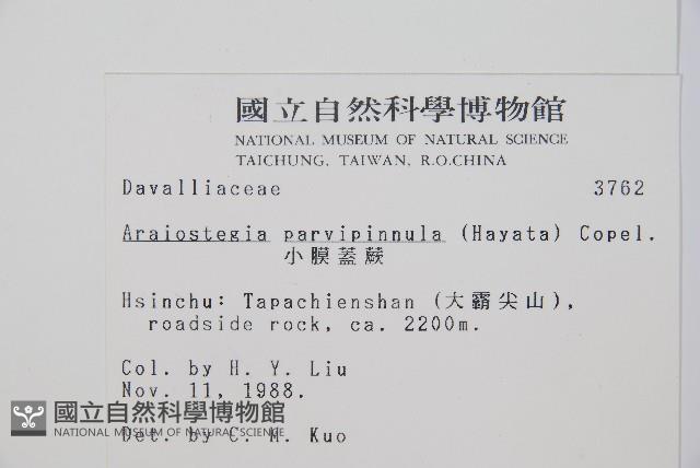 台灣小膜蓋蕨藏品圖，第2張