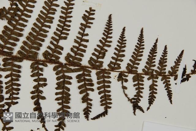 頂囊肋毛蕨藏品圖，第3張