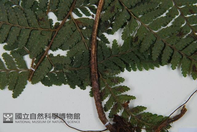 毛囊鱗蓋蕨藏品圖，第2張