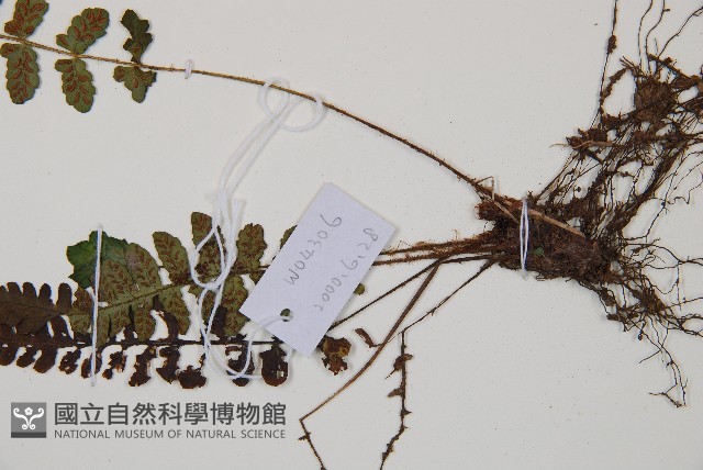 東洋蹄蓋蕨藏品圖，第3張