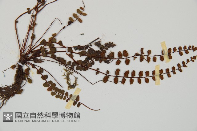 鐵角蕨藏品圖，第3張