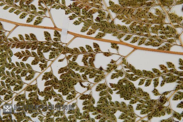 臺灣兩面複葉耳蕨藏品圖，第3張