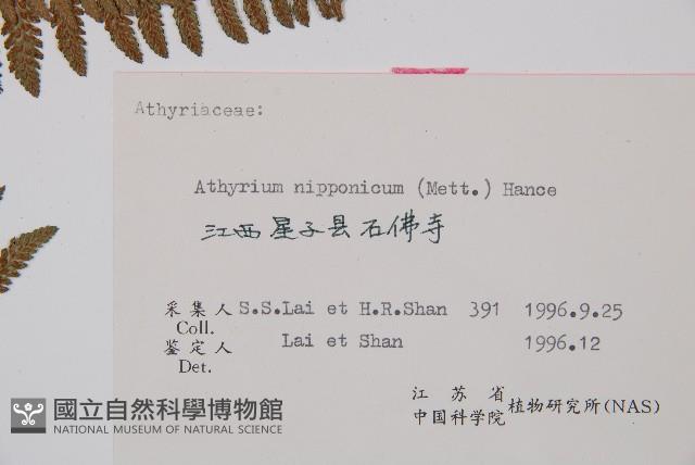 日本蹄蓋蕨藏品圖，第3張