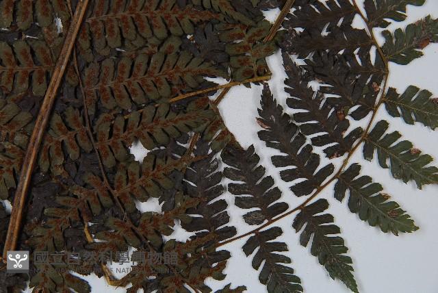 川上氏雙蓋蕨藏品圖，第3張