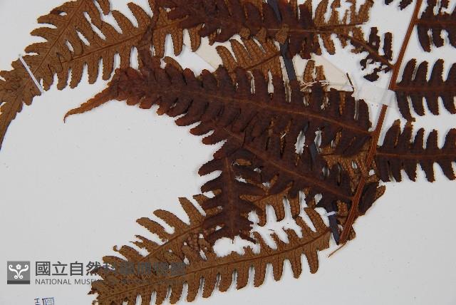 大葉黑桫欏藏品圖，第3張