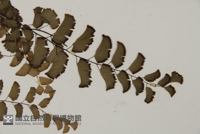 半月形鐵線蕨藏品圖，第3張