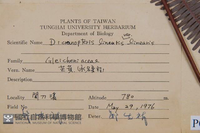 芒萁藏品圖，第2張