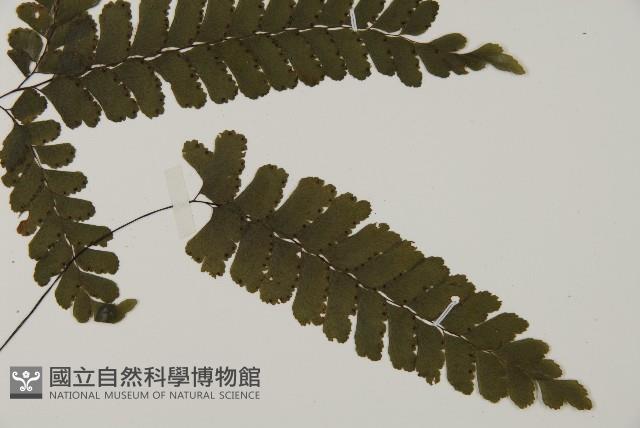 長尾鐵線蕨藏品圖，第2張