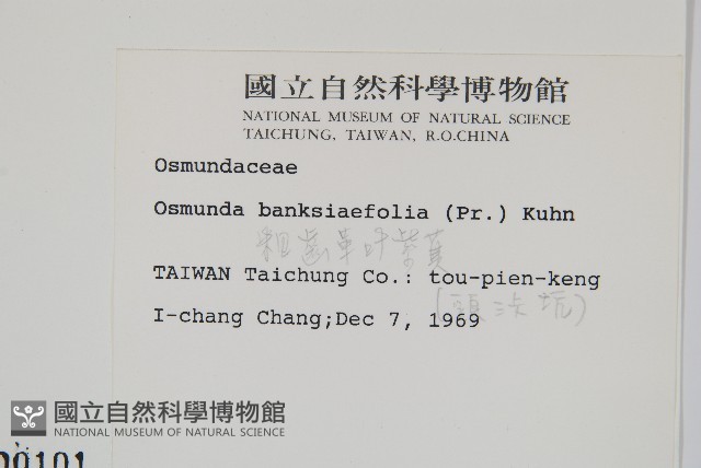 粗齒革葉紫萁藏品圖，第2張