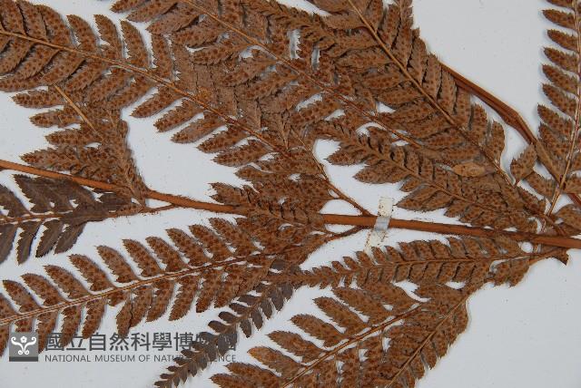 細葉複葉耳蕨藏品圖，第3張