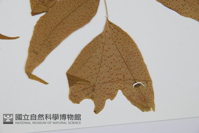登錄號:P005637藏品圖，第3張