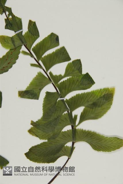 剪葉鐵角蕨藏品圖，第3張