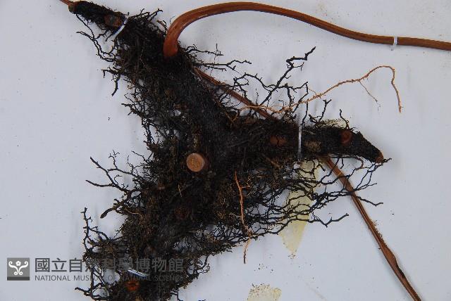 雙扇蕨藏品圖，第3張