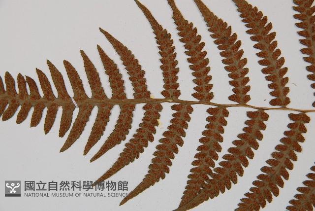 假蹄蓋蕨、東洋蹄蓋蕨藏品圖，第6張