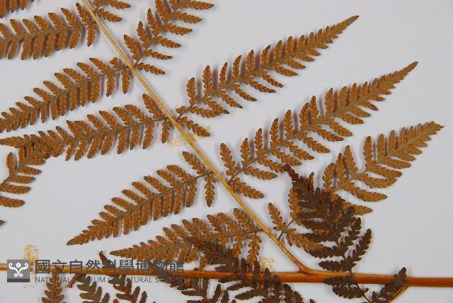 細葉姬蕨藏品圖，第6張
