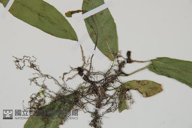 單葉雙蓋蕨藏品圖，第3張