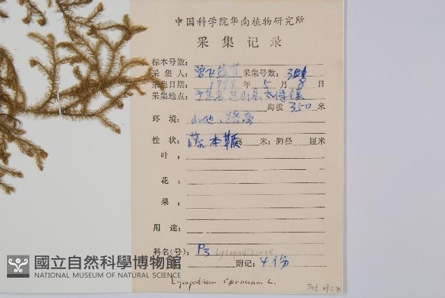 過山龍藏品圖，第2張