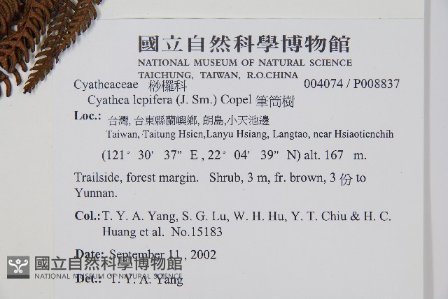 筆筒樹藏品圖，第2張