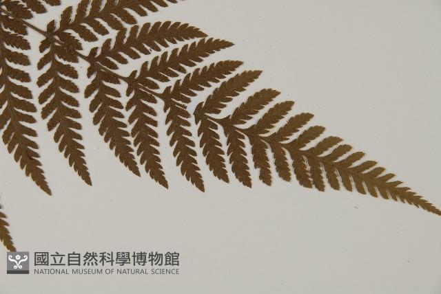 金毛蕨藏品圖，第3張