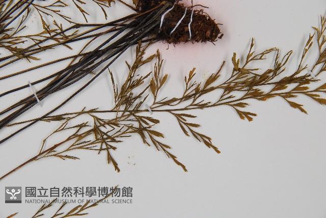 威氏鐵角蕨藏品圖，第3張