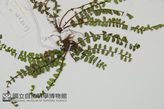 三翅鐵角蕨藏品圖，第3張