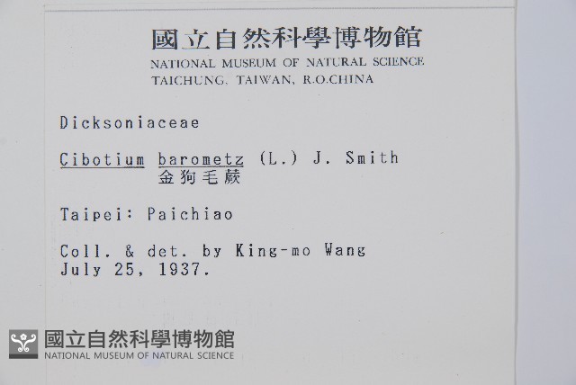 金狗毛蕨藏品圖，第2張