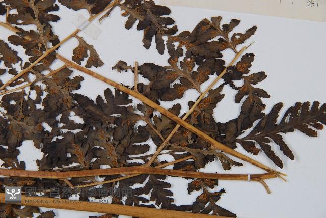 脆葉軸果蕨藏品圖，第3張