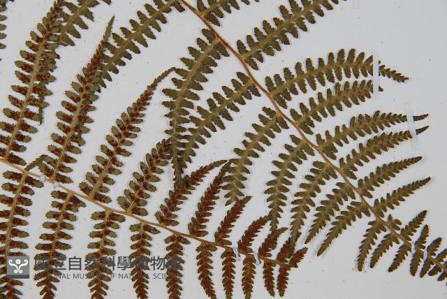 對生蹄蓋蕨藏品圖，第3張
