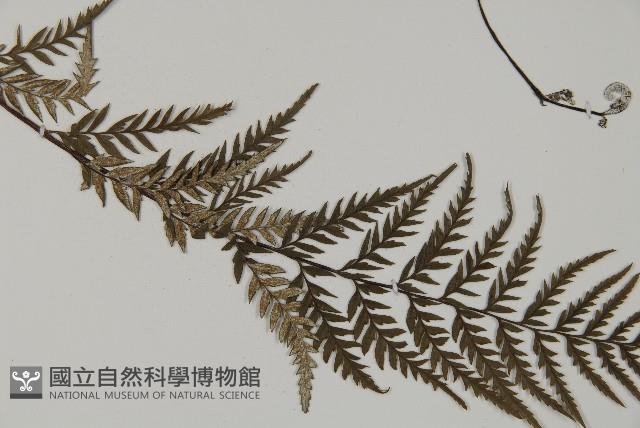 粉葉蕨藏品圖，第3張