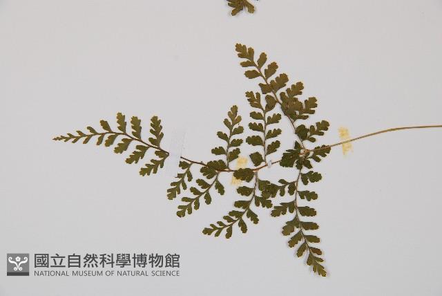 寬葉冷蕨藏品圖，第3張