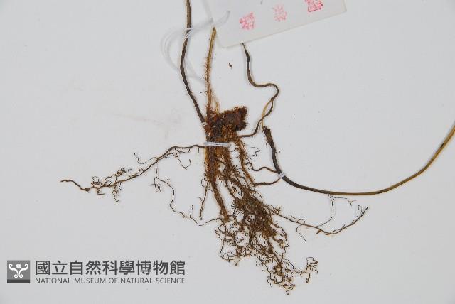 裂葉雙蓋蕨藏品圖，第3張