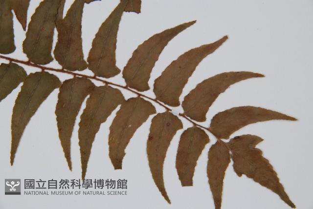 貫眾蕨藏品圖，第3張