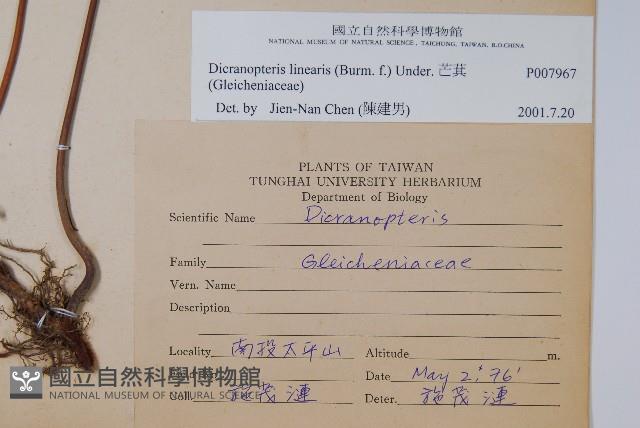 芒萁藏品圖，第2張