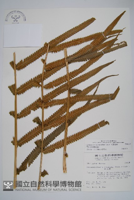 大葉毛蕨藏品圖，第3張