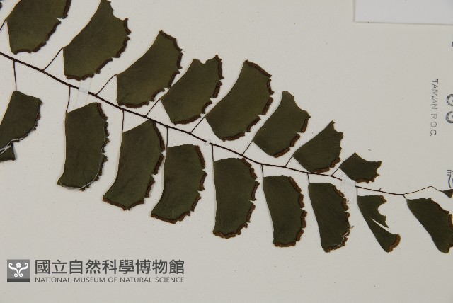 半月形鐵線蕨藏品圖，第3張