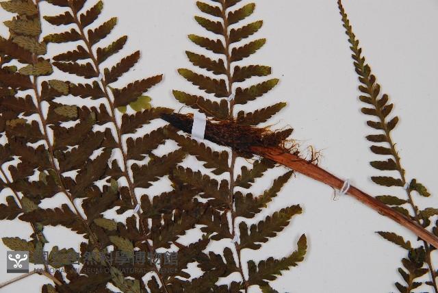 山蹄蓋蕨藏品圖，第3張