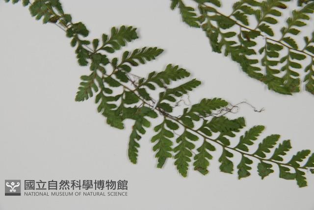 蓬萊蹄蓋蕨藏品圖，第2張