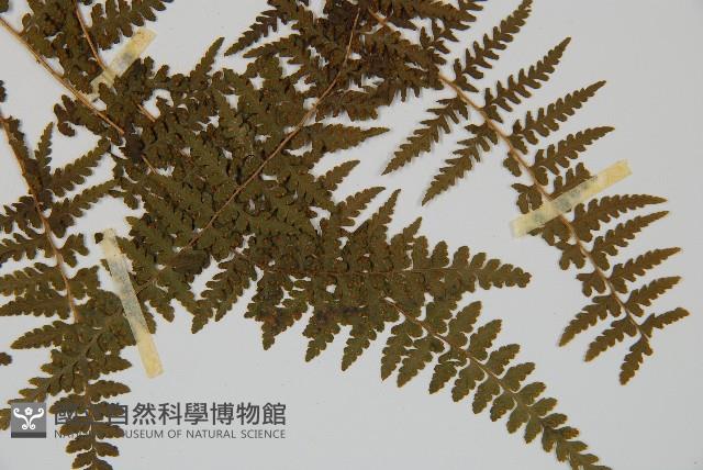 刺柄碗蕨藏品圖，第6張