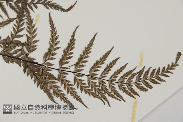 粉葉蕨藏品圖，第3張