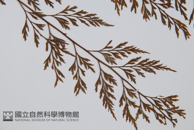 威氏鐵角蕨藏品圖，第3張