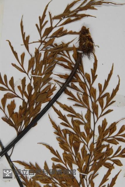 大黑柄鐵角蕨、黃鱗鐵角蕨、大羽鐵角蕨藏品圖，第3張