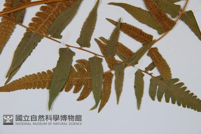 菜蕨藏品圖，第3張