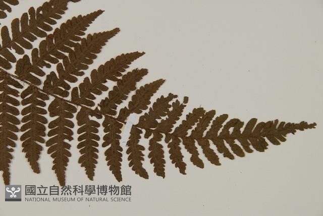 愛德氏肋毛蕨藏品圖，第3張