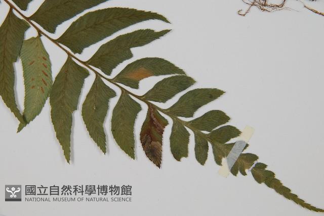 鋸齒雙蓋蕨、線葉雙蓋蕨、刺鱗雙蓋蕨藏品圖，第3張