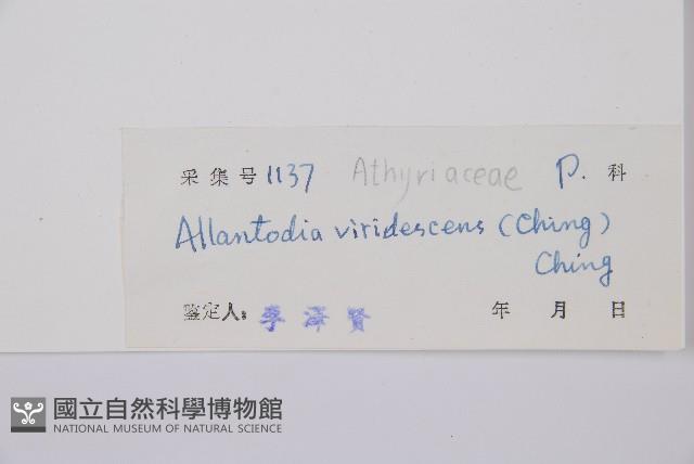 草綠短腸蕨藏品圖，第3張