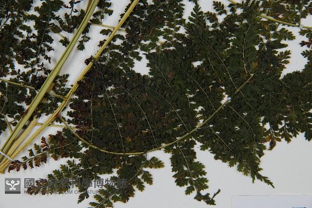 稀子蕨藏品圖，第3張