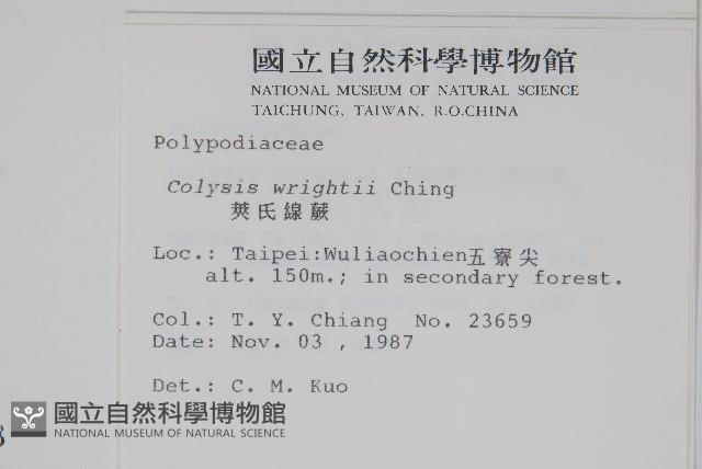 萊氏線蕨藏品圖，第2張